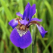 City Flower (Iris) AYAME