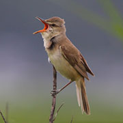 City Bird (Reed Warbler)