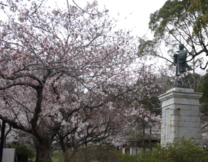 春には、桜の花の中にたたずむ銅像が見られる