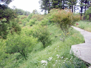 阿玉台貝塚近景(散策路と梅林)