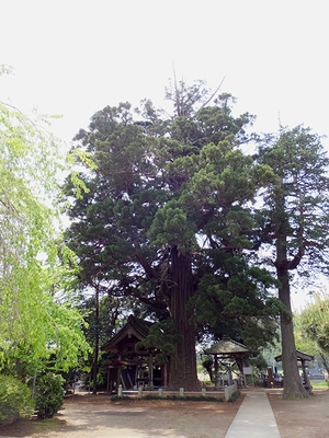 安興寺の大杉