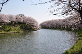 福岡堰の桜並木