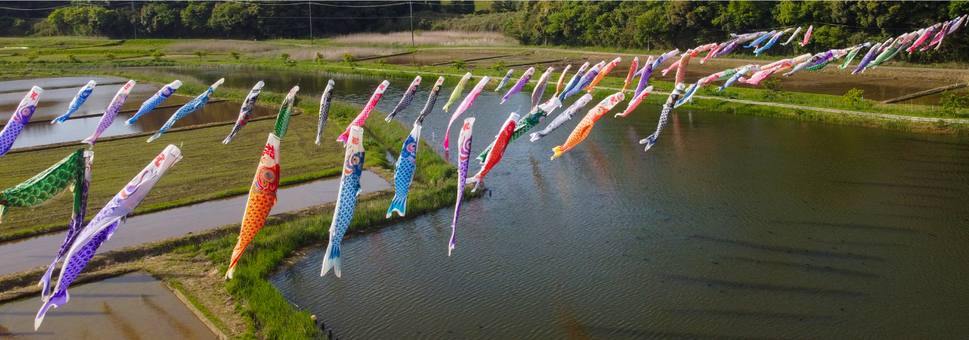 橘ふれあい公園の鯉のぼり