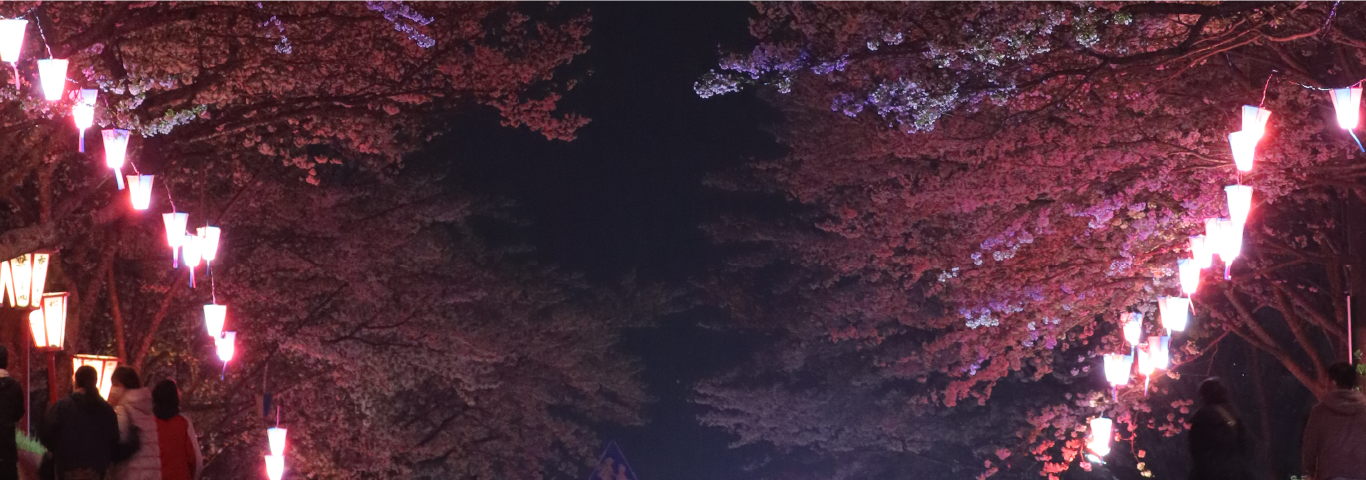 城山の夜桜