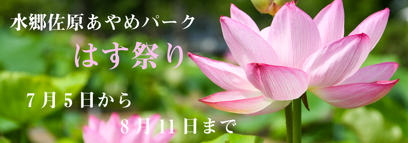 水郷佐原あやめパークはす祭り2025