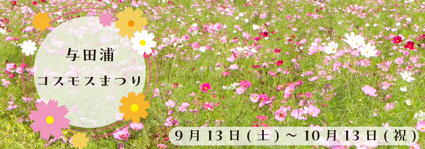 与田浦コスモスまつり