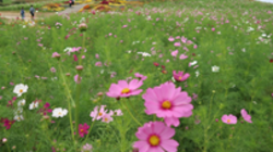 満開のコスモス。