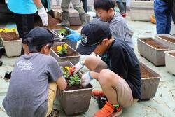 パンジーの植栽をしました。