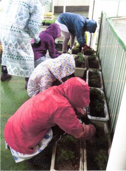 植栽のようす。