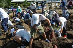 イモ掘り体験。