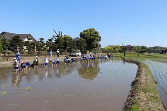 令和5年度に北小学校児童が田植え体験