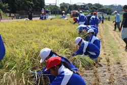 小見川北小の稲刈り体験を支援しました。