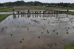 西小学校児童が田植え体験をする写真