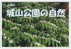 城山公園の自然（小冊子）の表紙画像