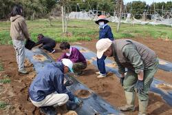ジャガイモの植え付けを行いました。