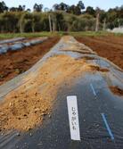 植え付けをしたジャガイモのマルチ