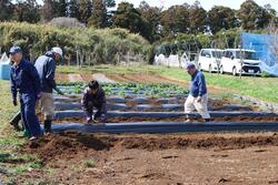 マルチ張りをしているようす。