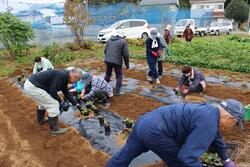 ソラマメの苗植えのようす