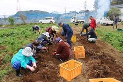 サトイモの収穫のようす