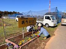 農園の花壇にパンジーを！