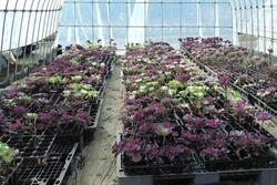 寄せ植え体験を実施しました。