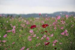 R5第1回わいわい与田浦ウォーキングの写真（コスモスの花畑）