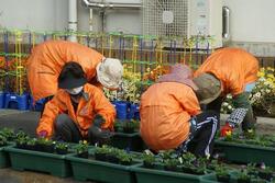 花植えのようす。