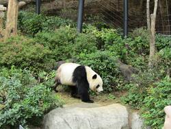 上野公園のパンダ。