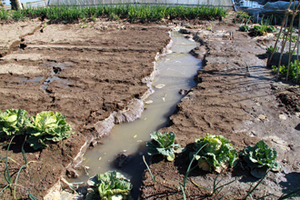 2011年3月12日 畑にも大きな亀裂ができた北佐原地区