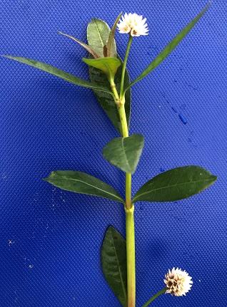 ナガエツルノゲイトウの草姿（千葉県HPより画像引用）