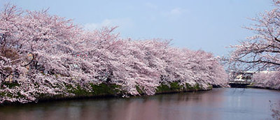 City Tree (Cherry) SAKURA