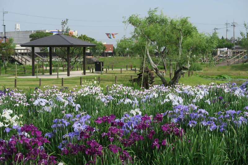 水郷佐原あやめパークの写真