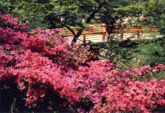 水郷おみがわ桜つつじまつりの写真