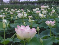 水郷佐原水生植物園の写真