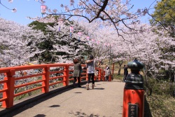 桜が満開の小見川城山公園の写真