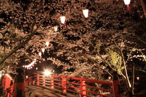 ライトアップされた夜桜の写真