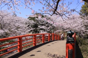 赤橋周辺の桜の写真