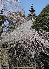 眞浄寺のしだれ桜の写真