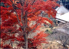 紅葉美しい眞浄寺の写真