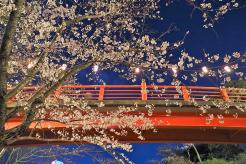 桜と赤橋の写真