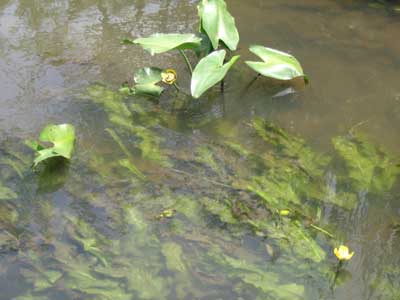 Nuphar japonicum