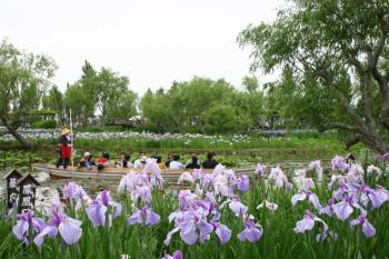 Iris festival in Sawara