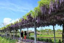 Suigo Sawara Ayame Park - Wisteria Tunnel