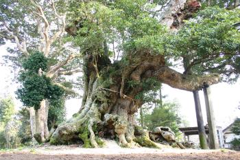 Great Camphor Tree of Fuma