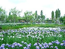 佐原の水生植物園