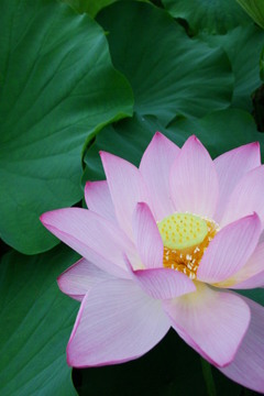 ハスの花-水郷佐原水生植物園