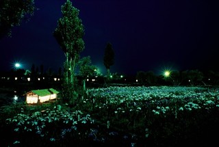 夜の水郷佐原水生植物園