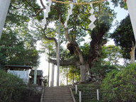 후마(府馬)의 큰 녹나무